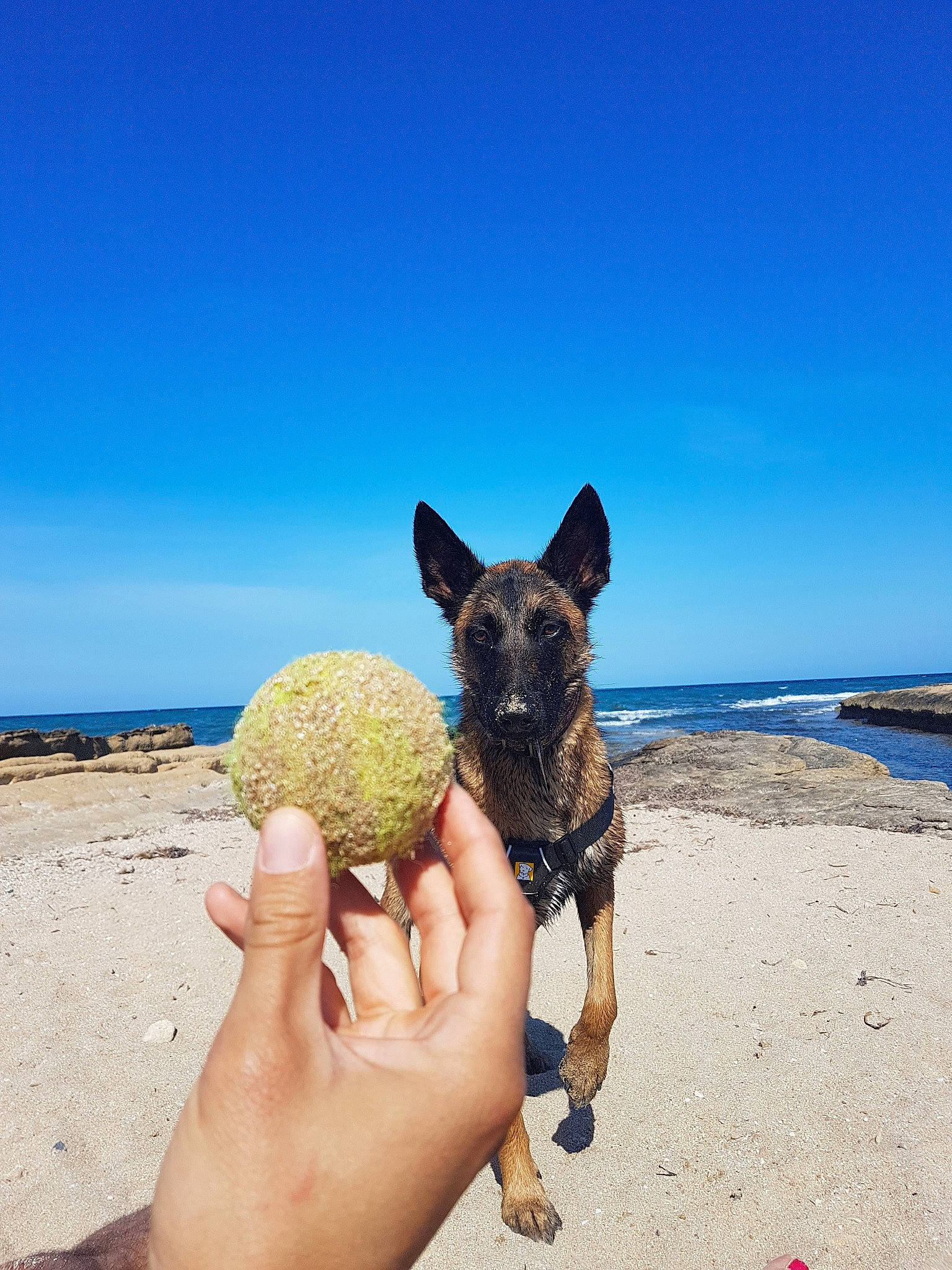 Pegaze a rejoint le concours — aidez-le/la à gagner de superbes lots ! australian_cattle_dog, ball, beach, canidae, carnivore, coast, coastal_and_oceanic_landforms, dog, dog_breed, formosan_mountain_dog, fun, hand, ocean, sand, sea, sky, sporting_group, summer, tennis_ball, vacation