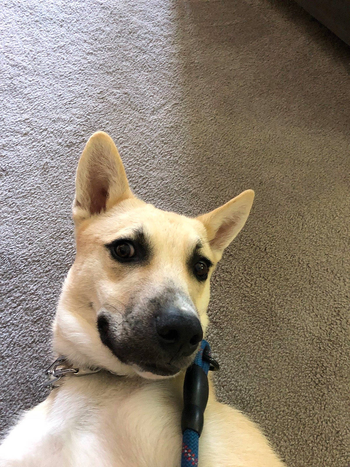 Jasper joined the competition — help win amazing prizes! canaan_dog, canidae, carnivore, carolina_dog, dog, dog_breed, fawn, formosan_mountain_dog, mammal, norwegian_buhund, nose, pariah_dog, rare_breed_dog, snout, street_dog, vertebrate, whiskers