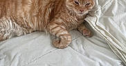 Titi participe au concours pour gagner de l'argent avec cette photo : animal, bed, cat, comforter, cozy, cute, domestic_cat, ears, feline, fur, indoor, lying_down, mammal, orange_tabby, pet, pillow, relaxed, resting, sleepy, whiskers