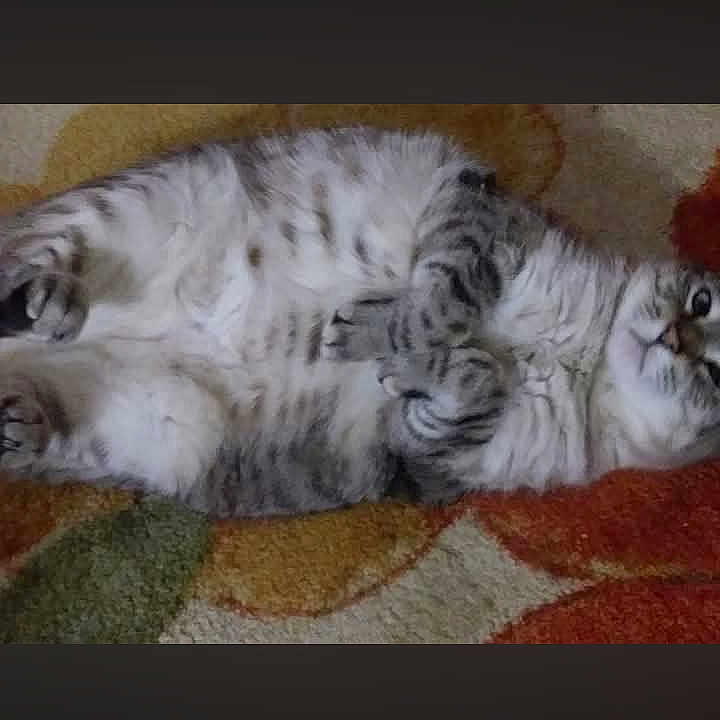 Zerra is registered to the contest to win money with this photo: cat, fluffy, lying_down, belly_up, indoor, rug, striped, relaxed, pet, animal, feline, cute, resting, soft, domestic, cozy, comfort, whiskers, paws, home