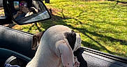 Ruby joined the competition — help win amazing prizes! dog, puppy, car, car_interior, passenger, window, side_mirror, reflection, person, outdoor, sunny, grass, trees, house, residential, yard, black_and_white, sitting, curious, daylight