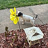 Ruby is registered to the contest to win money with this photo: puppy, dog, outdoor, sidewalk, lawn, grass, garden, mulch, pinwheel, yellow, black_and_white, small_dog, curious, standing, tail, animal, sunlight, flower, landscaping, photography