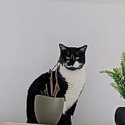 Sylvestre a rejoint le concours — aidez-le/la à gagner de superbes lots ! cat, black_and_white_cat, plant, potted_plant, dried_plant, wooden_surface, indoor, pet, animal, feline, green_plant, decor, houseplant, still_life, sitting, portrait, minimalist, white_wall, domestic_cat, fur