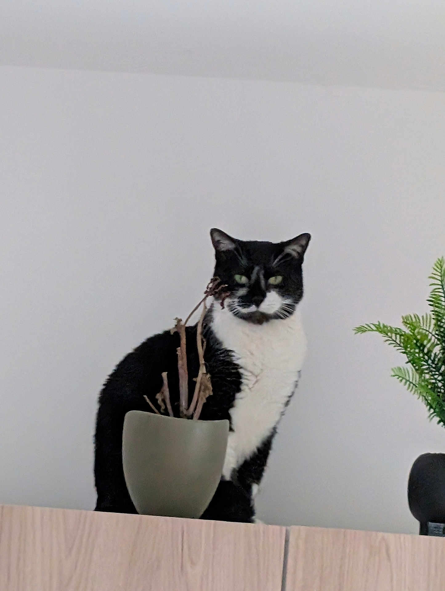 Sylvestre a rejoint le concours — aidez-le/la à gagner de superbes lots ! cat, black_and_white_cat, plant, potted_plant, dried_plant, wooden_surface, indoor, pet, animal, feline, green_plant, decor, houseplant, still_life, sitting, portrait, minimalist, white_wall, domestic_cat, fur