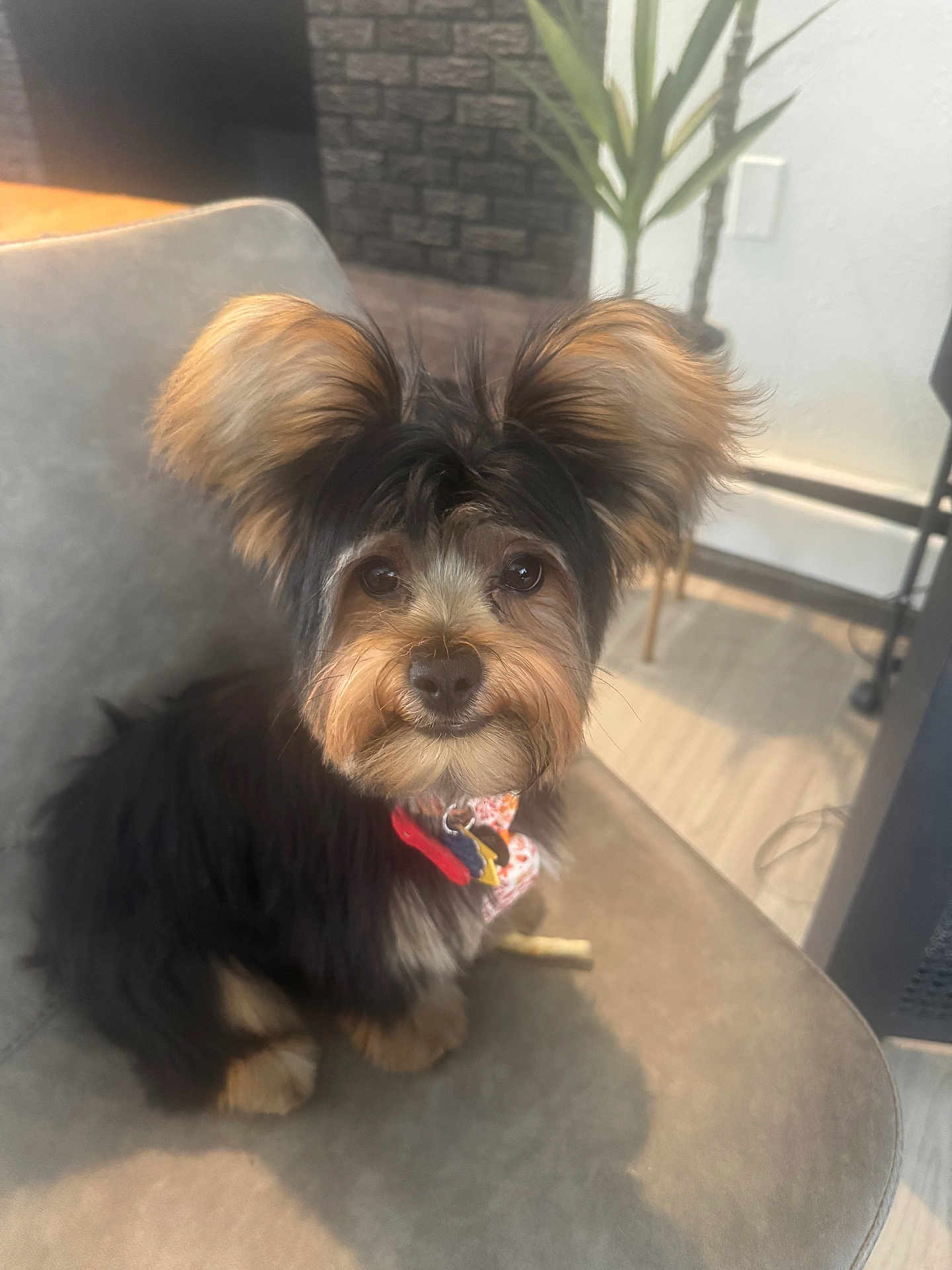 Vinnie is registered to the contest to win money with this photo: dog, small_dog, fluffy, ears, collar, indoor, chair, plant, fur, pet, cute, animal, brown, black, sitting, looking, face, floor, home, furniture