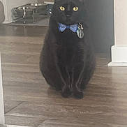 Arthur Ramirez is registered to the contest to win money with this photo: accessories, animal, blackcat, cat, egyptiancat, face, formalwear, hardwood, head, kitten, manx, person, pet, plywood, tie, window, wood