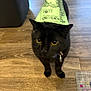 Arthur Ramirez is registered to the contest to win money with this photo: accessories, animal, blackcat, cat, clothing, hardwood, hat, manx, partyhat, pet, plywood, strap, triangle, wood