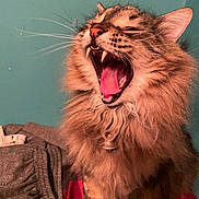 Bear joined the competition — help win amazing prizes! cat, fluffy, yawning, teeth, tongue, feline, pet, indoor, fur, whiskers, tabby, animal, mammal, closeup, cute, mouth_open, collar, claws, paws, sitting