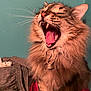 cat, fluffy, yawning, teeth, tongue, feline, pet, indoor, fur, whiskers, tabby, animal, mammal, closeup, cute, mouth_open, collar, claws, paws, sitting
