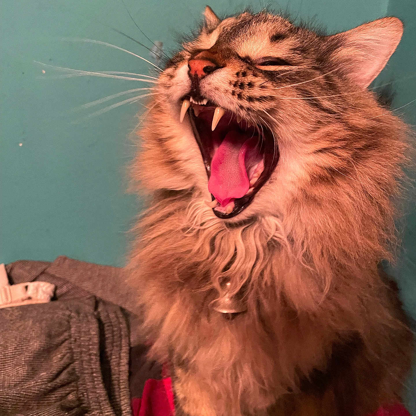 Bear joined the competition — help win amazing prizes! animal, cat, claws, closeup, collar, cute, feline, fluffy, fur, indoor, mammal, mouth_open, paws, pet, sitting, tabby, teeth, tongue, whiskers, yawning