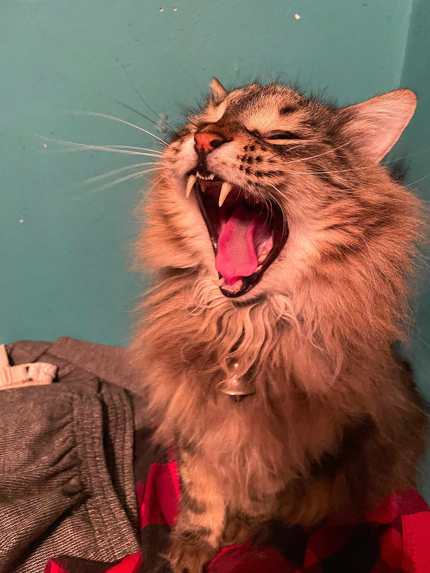 Bear joined the competition — help win amazing prizes! cat, fluffy, yawning, teeth, tongue, feline, pet, indoor, fur, whiskers, tabby, animal, mammal, closeup, cute, mouth_open, collar, claws, paws, sitting