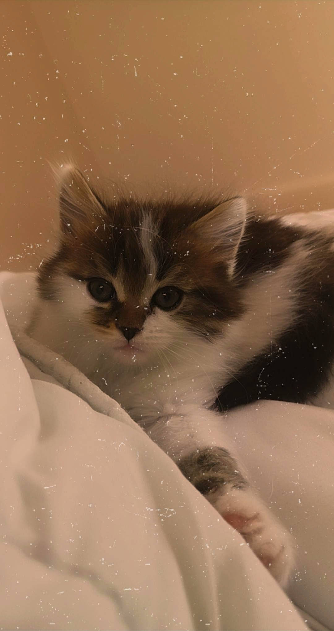 Caramel participe au concours pour gagner de l'argent avec cette photo : british_semi_longhair, carnivore, cat, domestic_long_haired_cat, domestic_short_haired_cat, eye, felidae, fur, kitten, mammal, norwegian_forest_cat, ojos_azules, ragamuffin, ragdoll, siberian, small_to_medium_sized_cats, whiskers