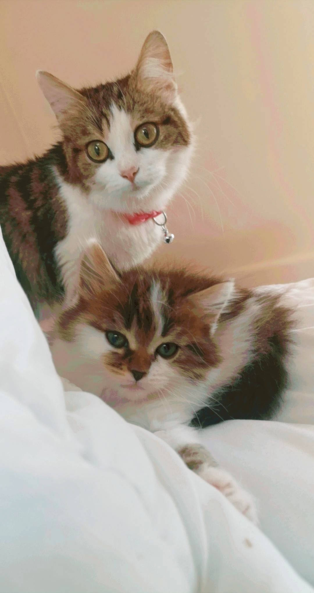 Caramel participe au concours pour gagner de l'argent avec cette photo : aegean_cat, american_wirehair, asian, british_semi_longhair, carnivore, cat, domestic_long_haired_cat, domestic_short_haired_cat, european_shorthair, felidae, fur, kitten, maine_coon, mammal, norwegian_forest_cat, ragamuffin, siberian, small_to_medium_sized_cats, vertebrate, whiskers