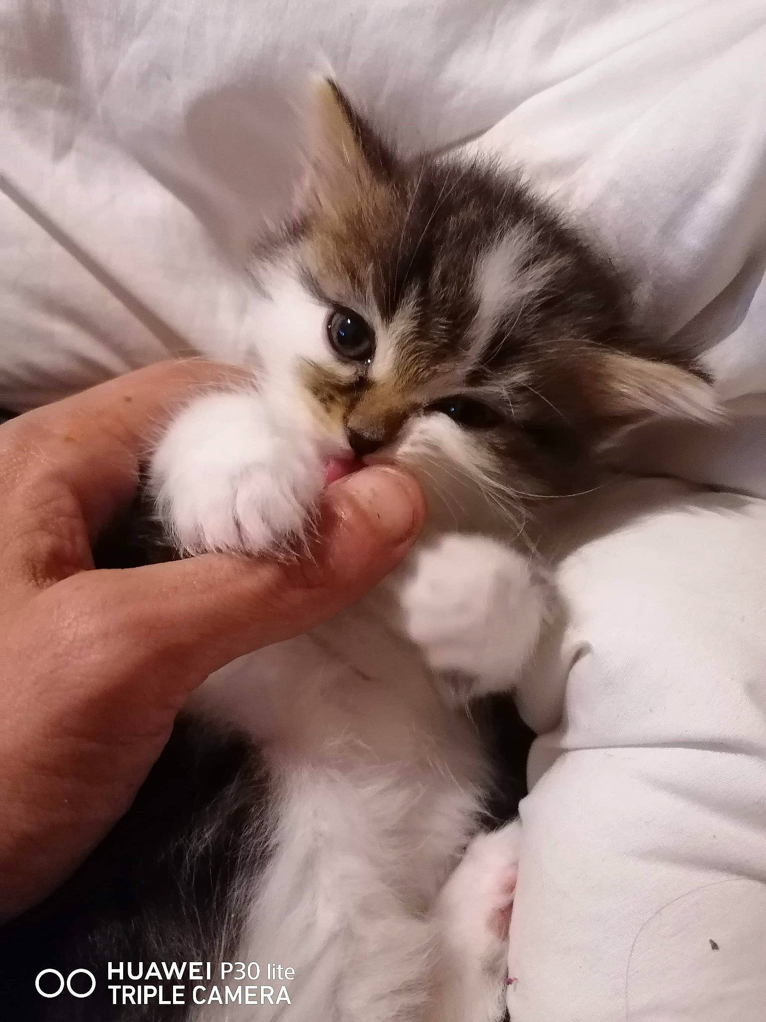 Caramel participe au concours pour gagner de l'argent avec cette photo : asian, british_semi_longhair, carnivore, cat, claw, domestic_long_haired_cat, ear, felidae, fur, gesture, hand, kitten, mammal, norwegian_forest_cat, nose, polydactyl_cat, ragamuffin, siberian, small_to_medium_sized_cats, whiskers