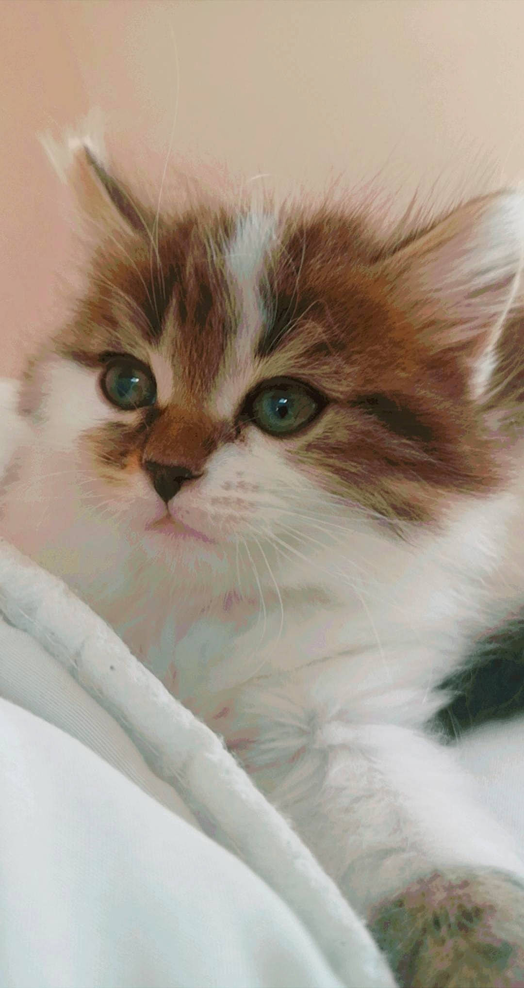 Caramel a rejoint le concours — aidez-le/la à gagner de superbes lots ! aegean_cat, american_curl, american_wirehair, asian_semi_longhair, british_longhair, british_semi_longhair, carnivore, cat, domestic_long_haired_cat, felidae, kitten, mammal, munchkin, napoleon_cat, norwegian_forest_cat, ragamuffin, siberian, small_to_medium_sized_cats, vertebrate, whiskers