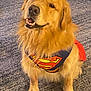 dog, golden_retriever, costume, superman, pet, animal, indoor, carpet, smiling, fur, mammal, canine, cute, friendly, portrait, sitting, domestic_animal, companion, playful, happy