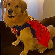 Finn joined the competition — help win amazing prizes! dog, golden_retriever, superman_cape, costume, pet, indoor, couch, fur, canine, animal, sitting, brown, red, yellow, blue, friendly, smiling, cute, domestic, portrait