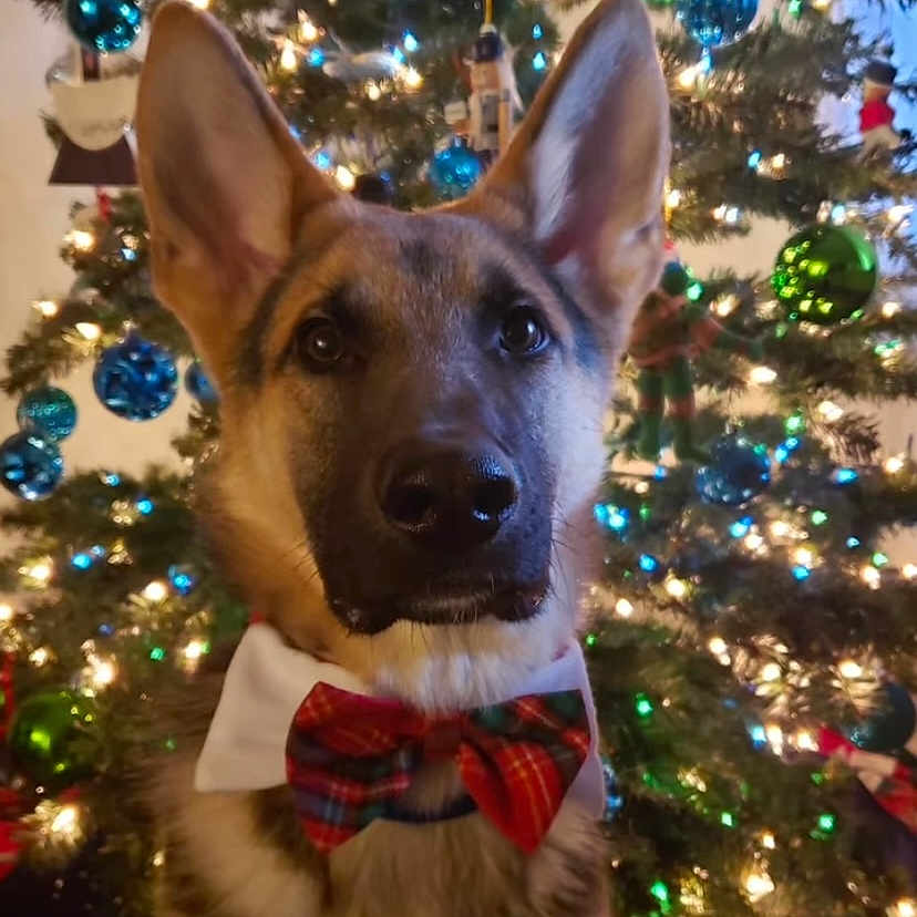 Smiddy joined the competition — help win amazing prizes! accessories, animal, canine, christmas, christmasdecorations, christmastree, christmastreeornaments, dog, festival, formalwear, germanshepherd, hound, husky, person, pet, puppy, snout, tie