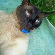 Java participe au concours pour gagner de l'argent avec cette photo :