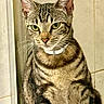 Mittens is registered to the contest to win money with this photo: alert, animal, cat, closeup, collar, cute, domestic_cat, ears, feline, fur, green_eyes, indoor, looking, mammal, pet, portrait, sitting, striped, tabby, whiskers