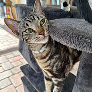 Mittens is registered to the contest to win money with this photo: cat, tabby_cat, pet, animal, feline, indoor, cat_tree, curious, green_eyes, whiskers, fur, playful, gray, platform, closeup, domestic_cat, paws, tail, mammal, cute