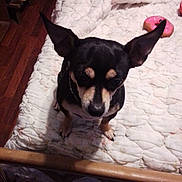 Pumpkin joined the competition — help win amazing prizes! dog, small_dog, black_dog, tan_markings, bed, quilted_bedspread, toy, pink_toy, indoor, wooden_floor, pet, ears, looking_down, animal, cute, companion, domestic, furniture, resting, canine