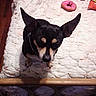 Pumpkin is registered to the contest to win money with this photo: dog, bed, toy, quilt, plush, pink_donut, teddy_bear, candy_wrapper, black_dog, small_dog, ears, pet, indoor, curious, looking_up, white_bedspread, wood_floor, collar, cozy, bedroom