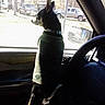 Pumpkin joined the competition — help win amazing prizes! dog, small_dog, jeep, car_interior, dog_sweater, window, sunlight, trees, pickup_trucks, side_mirror, steering_wheel, vehicle, inside_car, pet, curious, black_dog, brown_dog, collar, daytime, looking_out_window