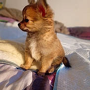 Marley a rejoint le concours — aidez-le/la à gagner de superbes lots ! animal, bed, blanket, cozy, curious, cute, dog, ears, fluffy, furry, indoor, pet, puppy, quilt, side_view, sitting, small_dog, soft, warm_light, young