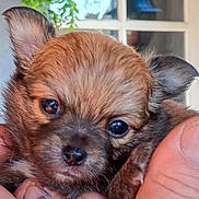 Marley participe au concours pour gagner de l'argent avec cette photo : puppy, dog, close_up, cute, small, fur, ears, eyes, nose, pet, animal, hand, holding, portrait, young, mammal, adorable, face, indoor, blurred_background
