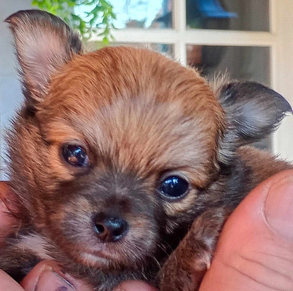 Marley participe au concours pour gagner de l'argent avec cette photo : puppy, dog, close_up, cute, small, fur, ears, eyes, nose, pet, animal, hand, holding, portrait, young, mammal, adorable, face, indoor, blurred_background