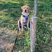 Billy participe au concours pour gagner de l'argent avec cette photo : dog, puppy, labrador, sitting, grass, outdoor, park, nature, trees, wood, tree_stump, lounge_chair, leash, harness, pet, animal, portrait, sunlight, garden, summer