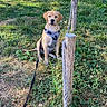 dog, puppy, labrador, sitting, grass, outdoor, park, nature, trees, wood, tree_stump, lounge_chair, leash, harness, pet, animal, portrait, sunlight, garden, summer