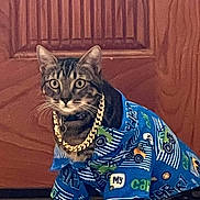 Chano joined the competition — help win amazing prizes! cat, tabby_cat, pet, feline, gold_chain, shirt, blue_shirt, clothing, costume, indoor, wooden_door, door, floor, portrait, whiskers, big_eyes, stripes, paws, looking_at_camera, posing