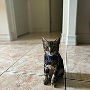 Chano is registered to the contest to win money with this photo: cat, kitten, tabby, blue_collar, name_tag, floor, tile_floor, indoor, hallway, pet, animal, curious, sitting, young_cat, domestic_cat, fur, whiskers, ears, eyes, shadow