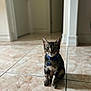 cat, kitten, tabby, blue_collar, name_tag, floor, tile_floor, indoor, hallway, pet, animal, curious, sitting, young_cat, domestic_cat, fur, whiskers, ears, eyes, shadow