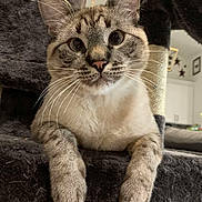 Gus joined the competition — help win amazing prizes! cat, close_up, portrait, whiskers, paws, feline, tabby, indoor, furniture, cat_tree, scratching_post, living_room, upholstery, relaxed, curious, ears, eyes, pink_nose, pet, mammal