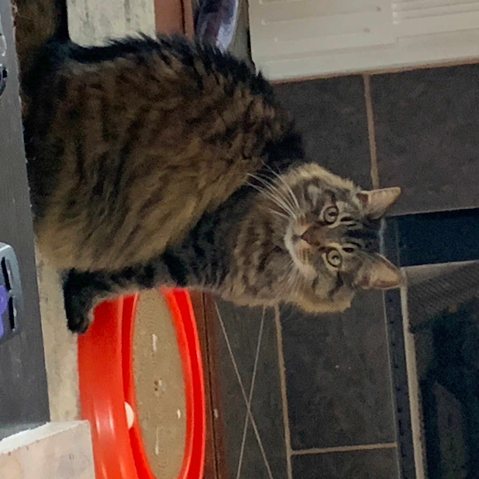 Kitty Girl