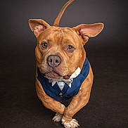 Yako joined the competition — help win amazing prizes! dog, pet, vest, bow_tie, crossed_paws, brown_dog, studio, portrait, animal, cute, looking_at_camera, ears_up, short_fur, indoor, standing, formal_clothing, adorable, expression, canine, background