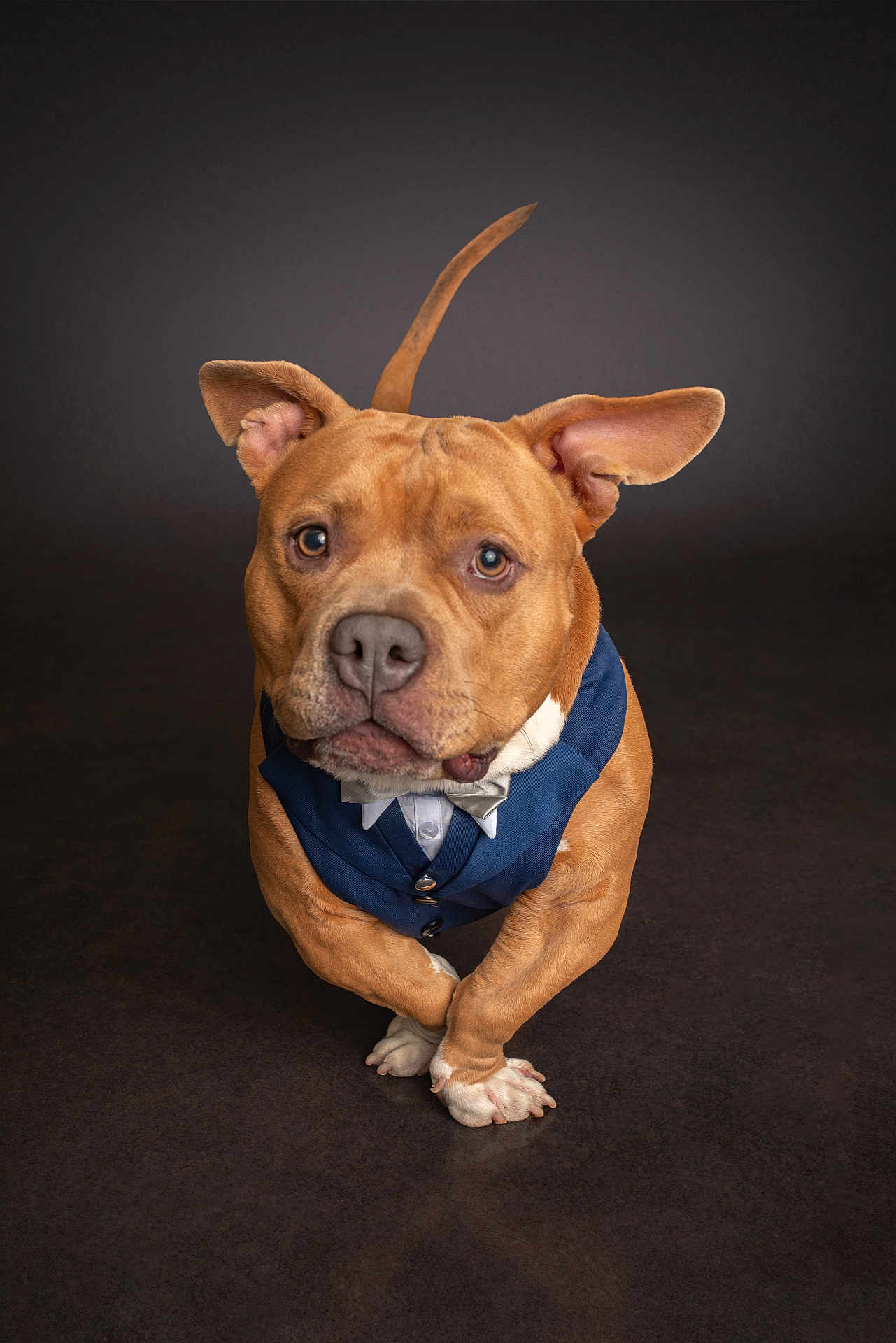 Yako joined the competition — help win amazing prizes! dog, pet, vest, bow_tie, crossed_paws, brown_dog, studio, portrait, animal, cute, looking_at_camera, ears_up, short_fur, indoor, standing, formal_clothing, adorable, expression, canine, background