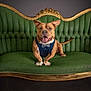 animal, bow_tie, brown_dog, canine, cute, decor, dog, furniture, green_sofa, happy, indoors, pet, portrait, posing, seated, smiling, studio, tongue_out, vest, vintage_furniture