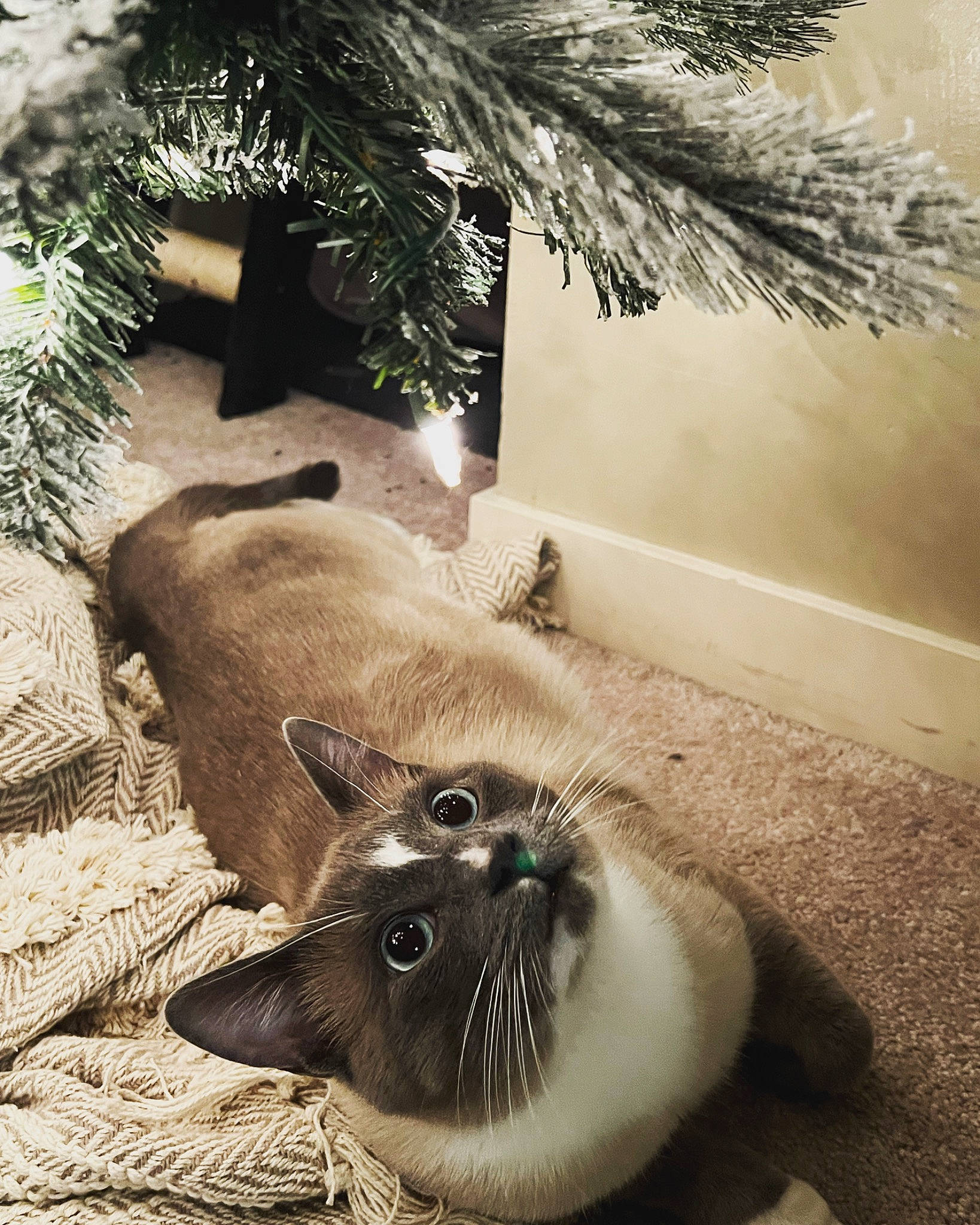 Finn is registered to the contest to win money with this photo: carnivore, cat, conifer, dog_breed, domestic_short_haired_cat, event, fang, fawn, felidae, fur, grass, paw, small_to_medium_sized_cats, snout, tail, terrestrial_animal, whiskers, wildlife, window, wood