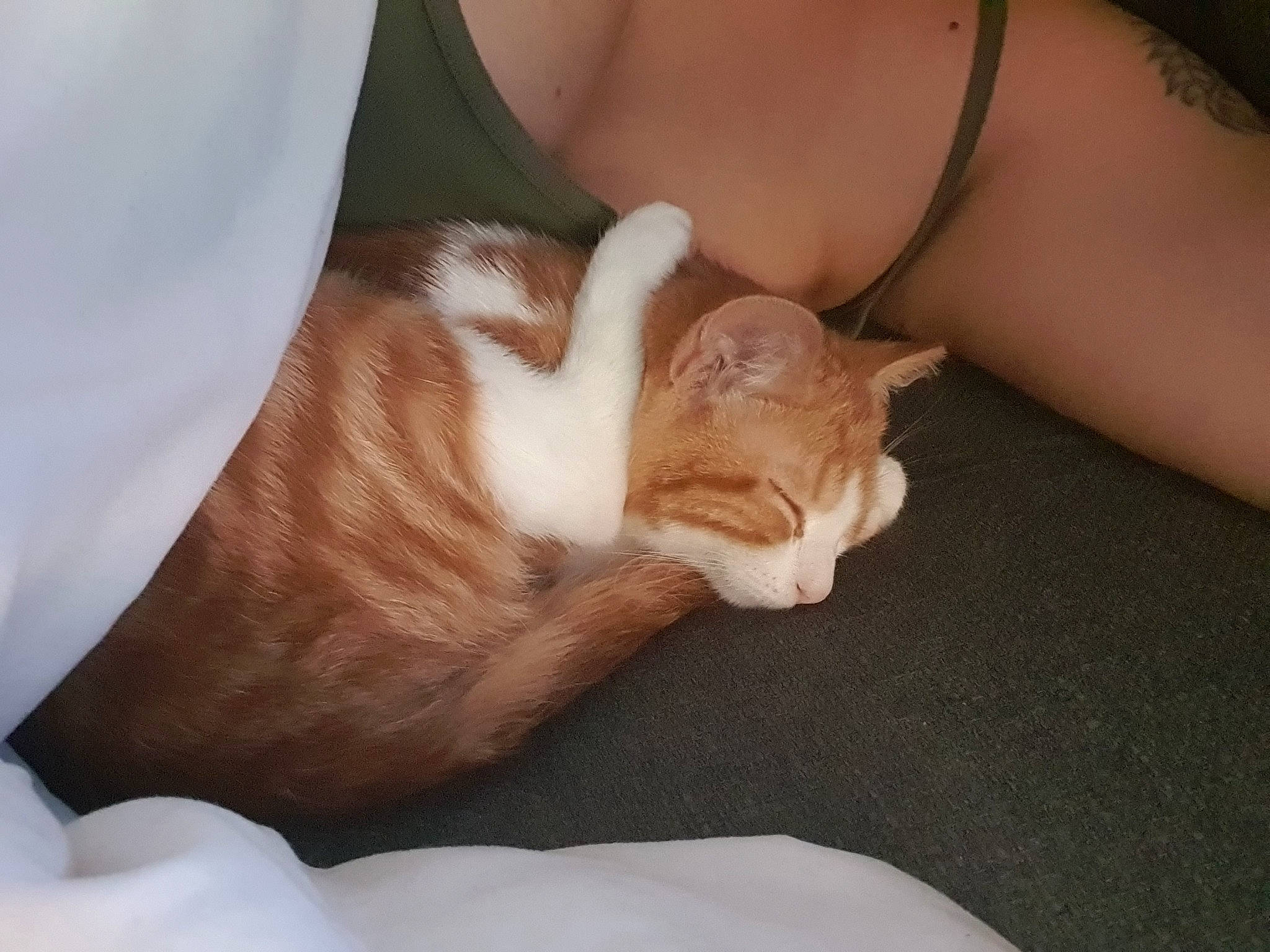 Kovu a rejoint le concours — aidez-le/la à gagner de superbes lots ! canidae, carnivore, cat, claw, comfort, companion_dog, domestic_short_haired_cat, ear, fawn, felidae, fur, gesture, human_leg, nail, paw, small_to_medium_sized_cats, snout, tail, whiskers, wood