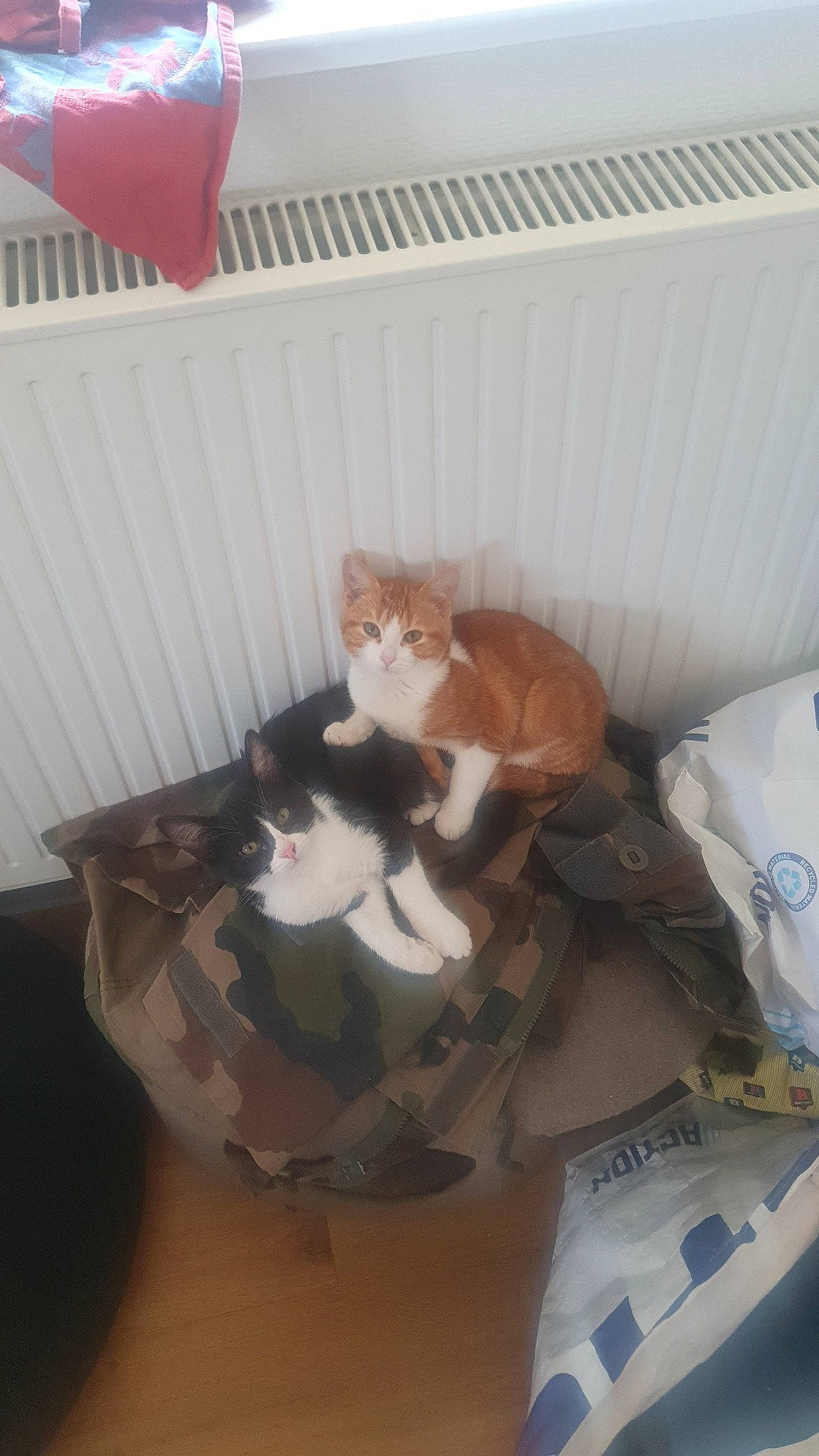 Kovu a rejoint le concours — aidez-le/la à gagner de superbes lots ! box, brown, cardboard, carnivore, carton, cat, cat_supply, comfort, domestic_short_haired_cat, fawn, felidae, fur, hardwood, mammal, room, shipping_box, small_to_medium_sized_cats, tail, whiskers, wood