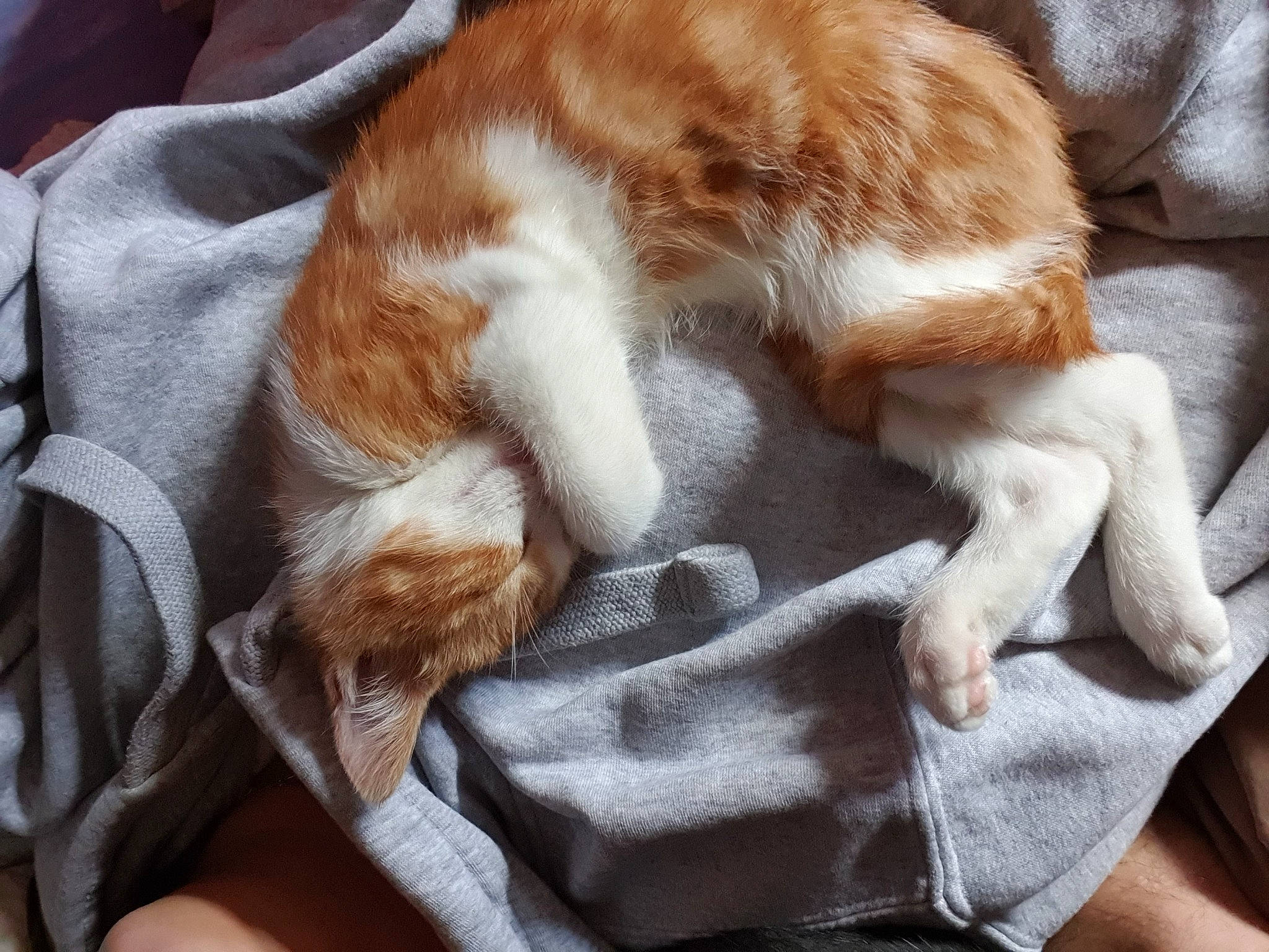 Kovu participe au concours pour gagner de l'argent avec cette photo : carnivore, cat, claw, comfort, companion_dog, domestic_short_haired_cat, fawn, felidae, fur, paw, small_to_medium_sized_cats, snout, sporting_group, tail, terrestrial_animal, whiskers