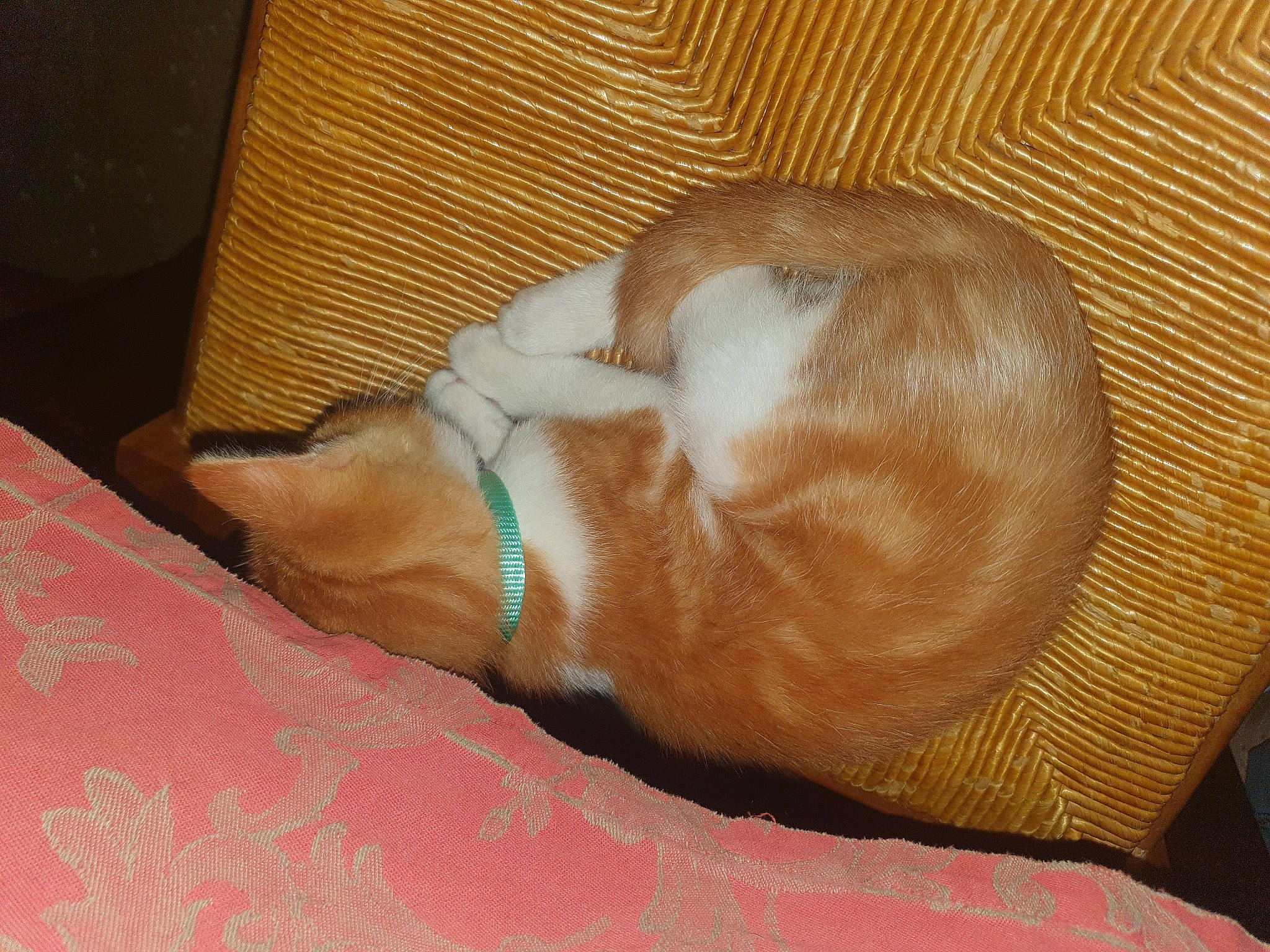 Kovu participe au concours pour gagner de l'argent avec cette photo : canidae, carnivore, comfort, companion_dog, dog, dog_breed, ear, fawn, flooring, hardwood, linens, liver, pet_supply, small_to_medium_sized_cats, snout, sporting_group, tail, whiskers, wood, working_animal