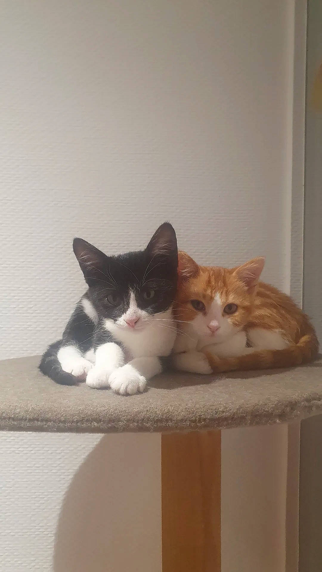 Kovu participe au concours pour gagner de l'argent avec cette photo : box, cardboard, carnivore, cat, cat_supply, comfort, domestic_short_haired_cat, felidae, fur, hardwood, paw, pet_supply, room, shelf, small_to_medium_sized_cats, tail, whiskers, wood