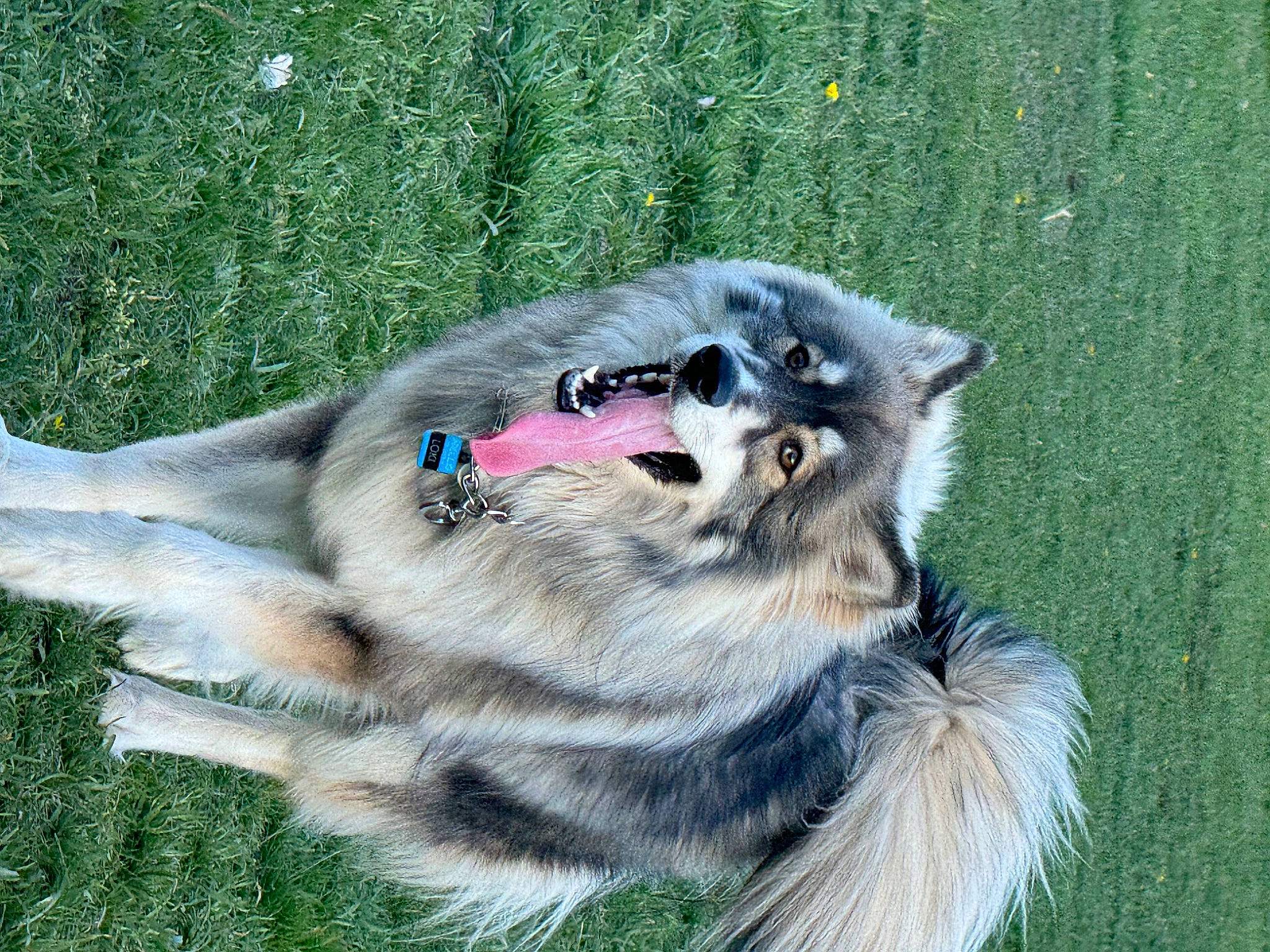 Loki joined the competition — help win amazing prizes! canidae, carnivore, collar, companion_dog, dog, dog_breed, dog_supply, fang, felidae, fur, grass, paw, pet_supply, snout, sporting_group, tail, terrestrial_animal, whiskers, working_animal, working_dog