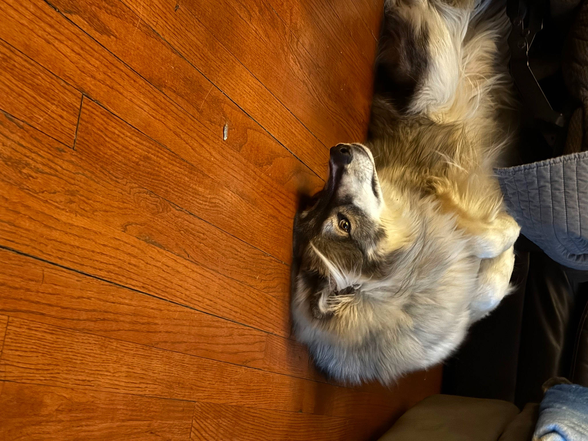 Loki is registered to the contest to win money with this photo: canidae, carnivore, cat, claw, companion_dog, domestic_short_haired_cat, fawn, felidae, flooring, fur, hardwood, paw, plank, plywood, small_to_medium_sized_cats, tail, varnish, whiskers, wood, wood_stain