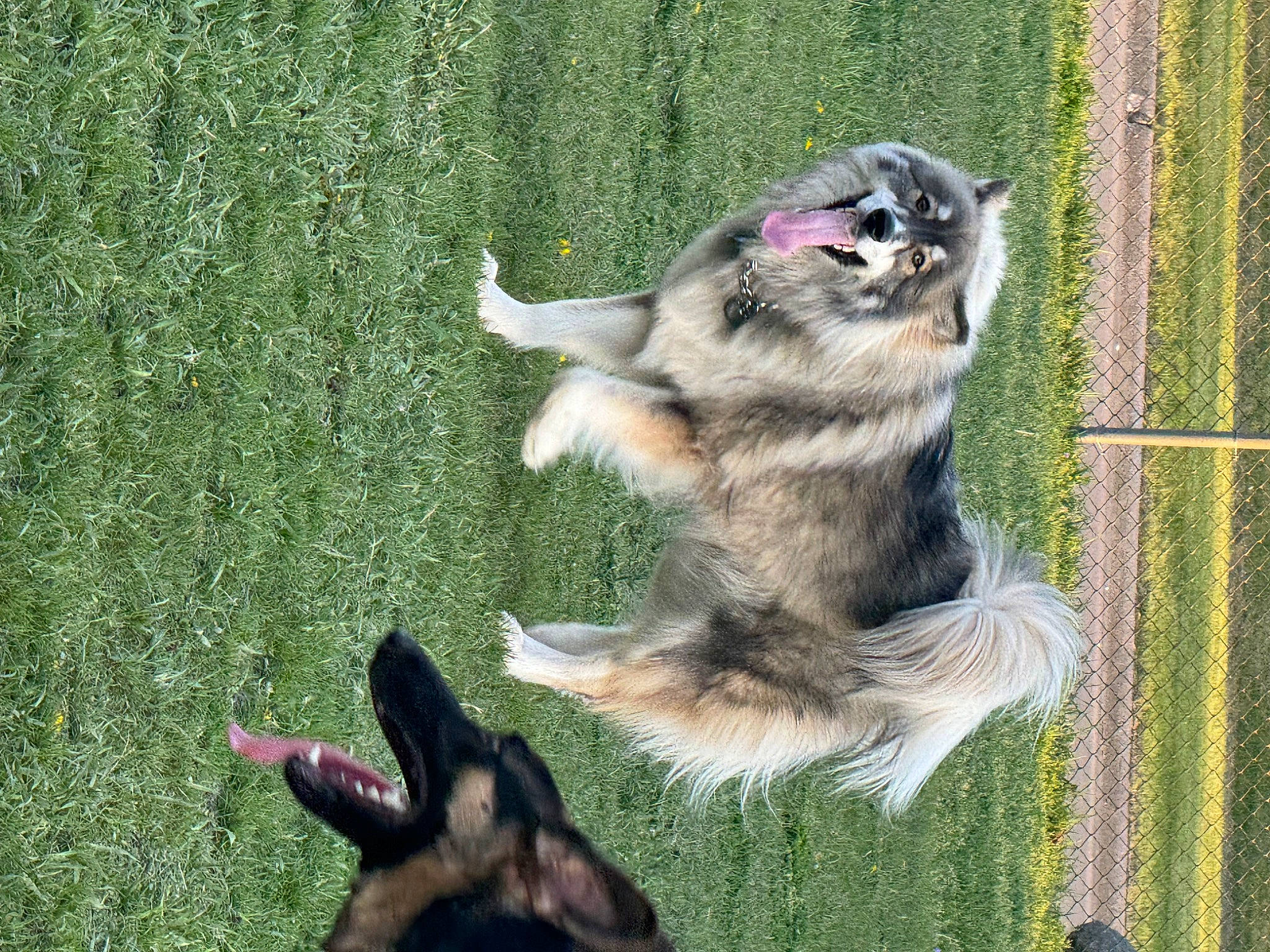 Loki joined the competition — help win amazing prizes! ancient_dog_breeds, carnivore, companion_dog, dock_jumping, dog, dog_breed, dog_sports, east_european_shepherd, foot, grass, herding_dog, king_shepherd, lawn, old_german_shepherd_dog, paw, people_in_nature, plant, shadow, tail, working_dog